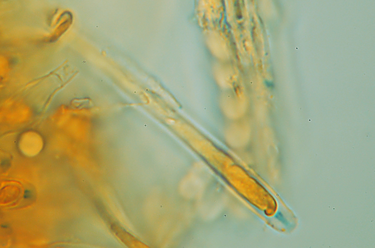 Miniera di Gambatesa32